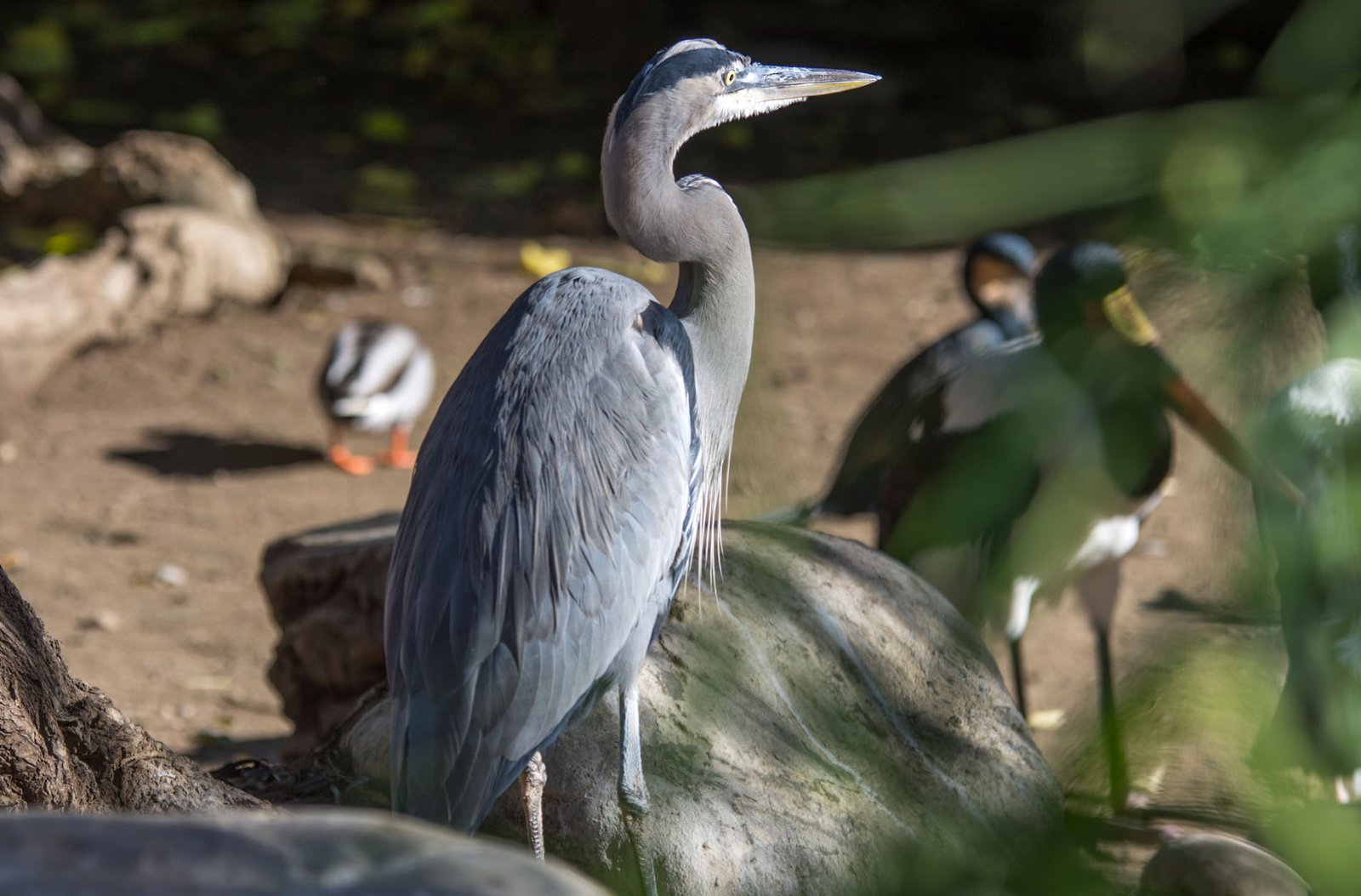 San Diego Zoo Part I 111